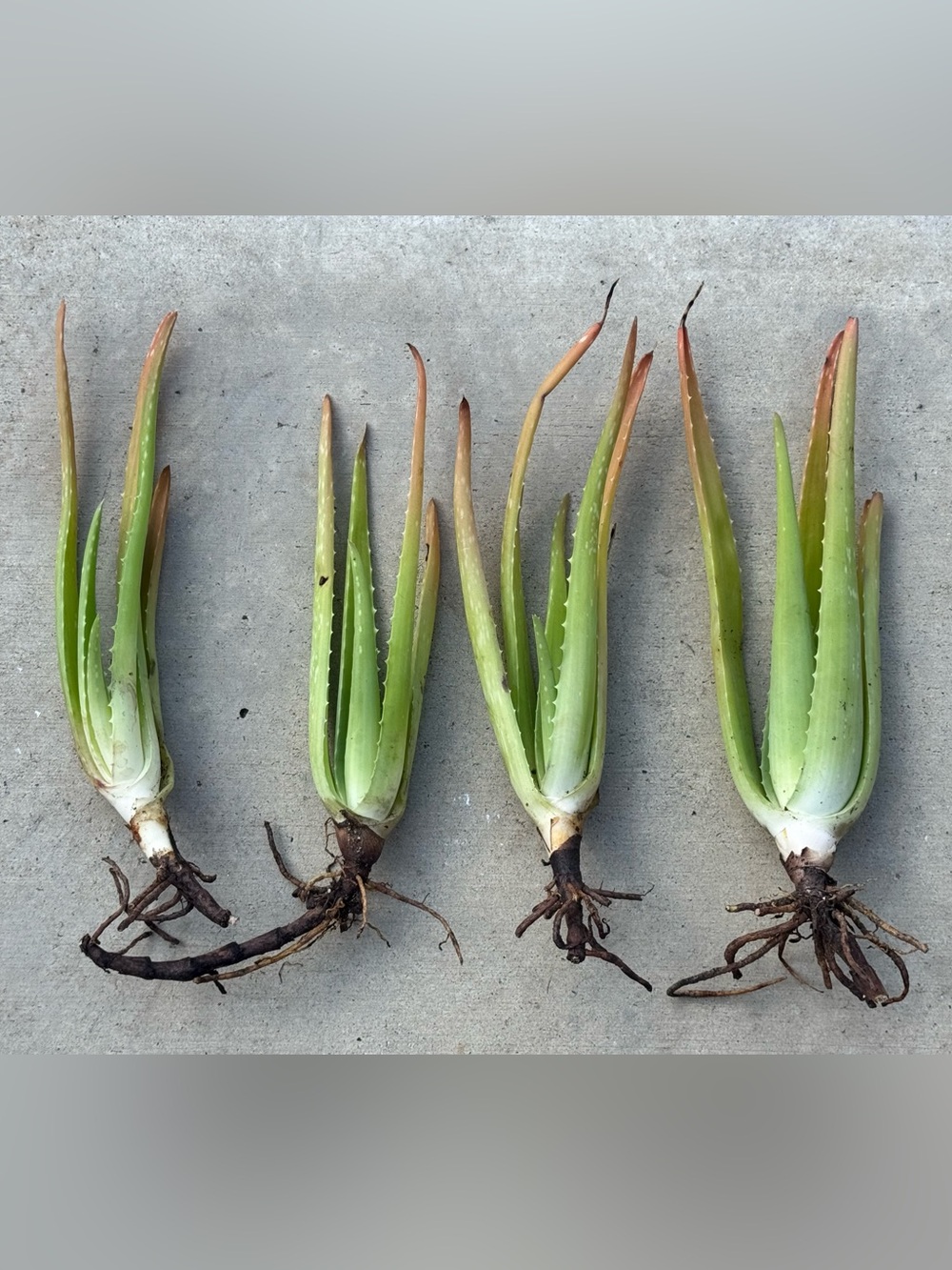 2- Aloe Succulent